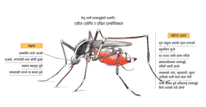 Dengue 1